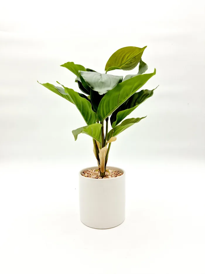 Plant 170074 37x10cm 21,50lv (2) Plant - Image 1