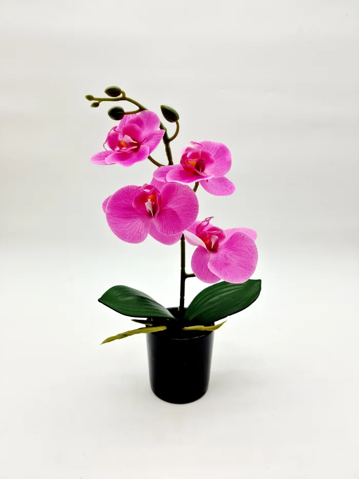 Plant 170080 30x12cm 7,50v (2) Plant - Image 1