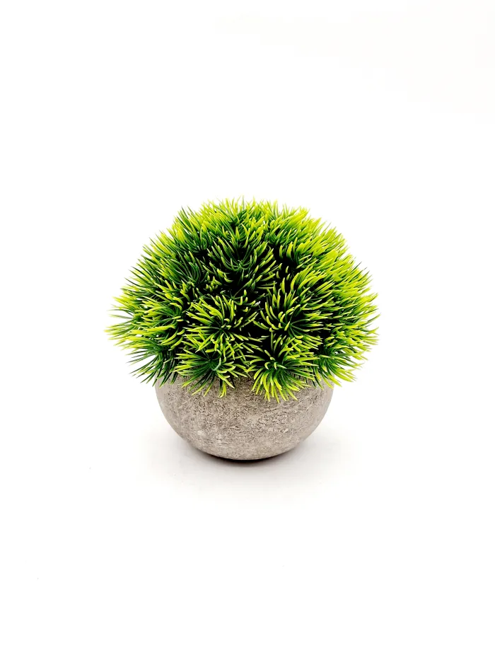 Plant 170100 13x13cm 6,50lv (5) Plant - Image 1