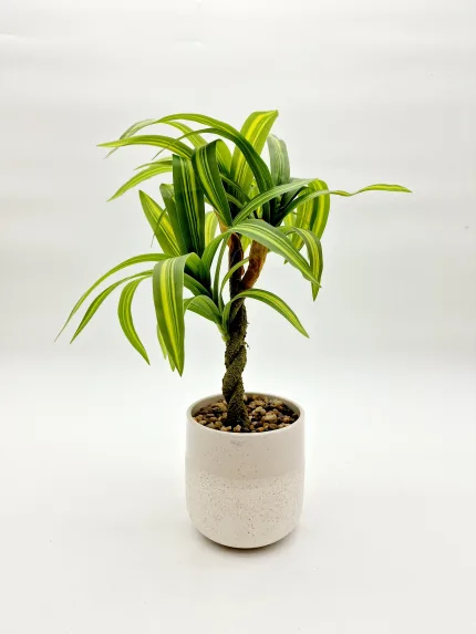 Plant