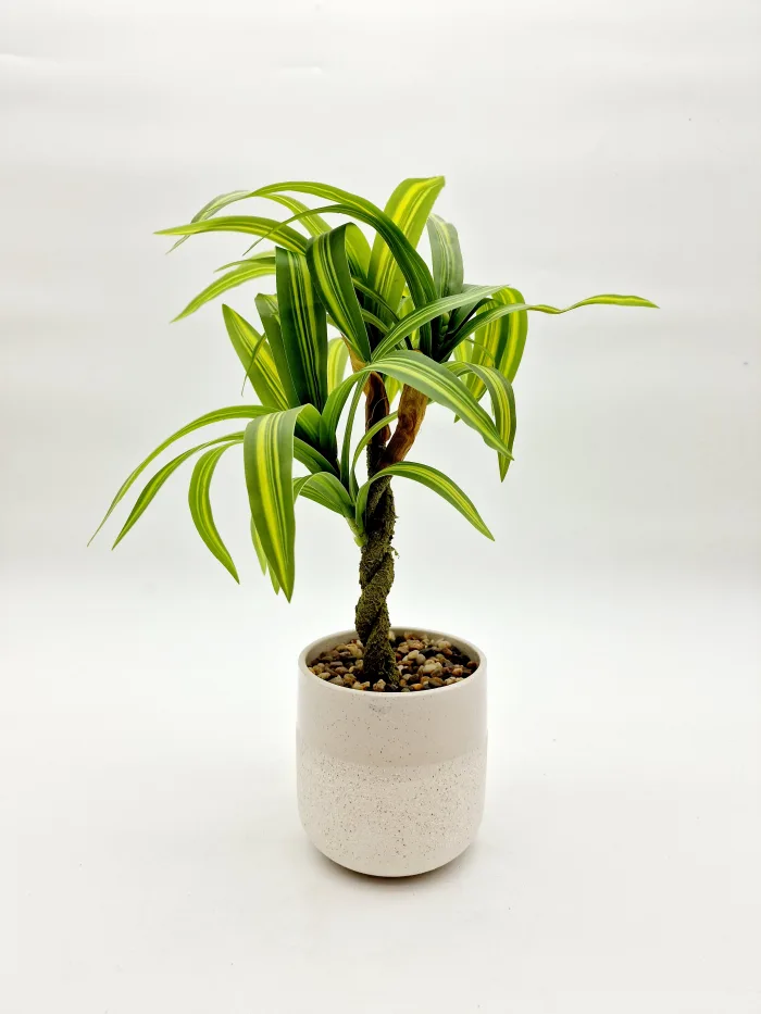 Plant 170102 30x12cm16,50lv (2) Plant - Image 1