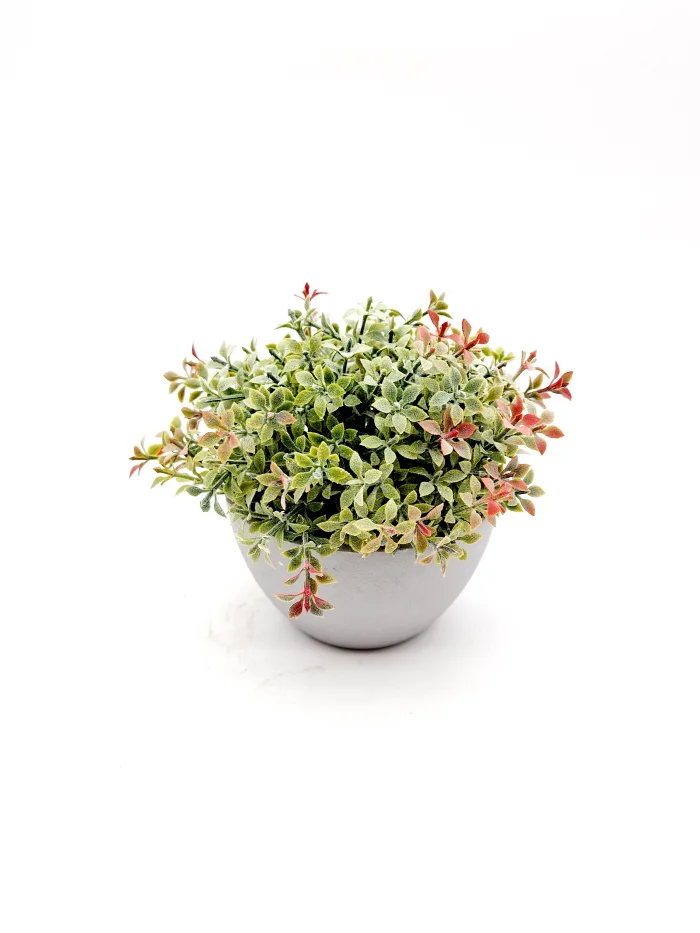 Plant 170105 13x13cm 8,50lv (1) Растение - Image 1