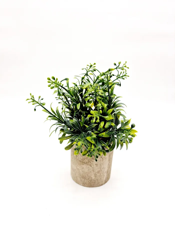 Plant 170107 20x8cm 7,50lv (1) Plant - Image 1