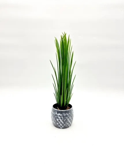 Plant