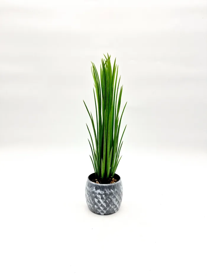 Plant 170122 30x5cm 8,80lv (1) Plant - Image 1