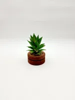 Plant - Image 2