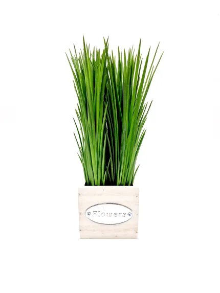 Plant