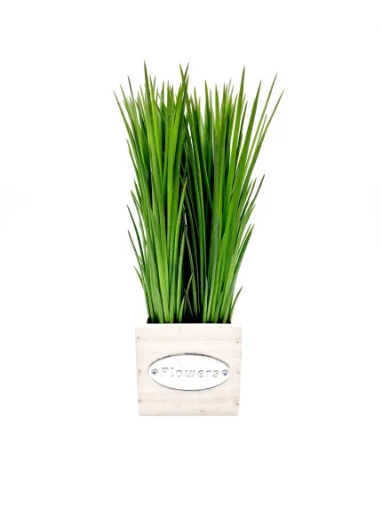 Plant